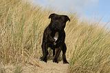 STAFFIE 296